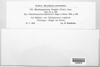 Brachysporium crepini image